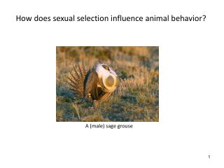 How does sexual selection influence animal behavior?