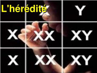 L'hérédité