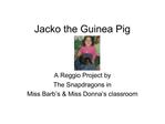 Jacko the Guinea Pig
