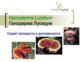 Ganoderma Lucidum Ганодерма Лусидум