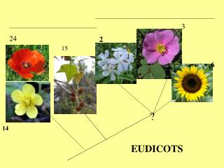 PPT - EUDICOTS PowerPoint Presentation, free download - ID:3621768