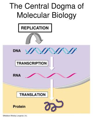 PPT - The Central Dogma of Molecular Biology PowerPoint Presentation ...