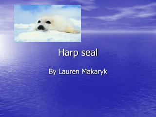 Harp seal