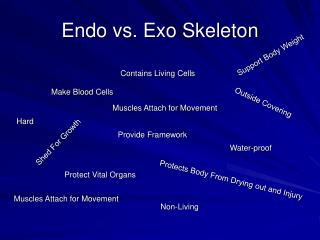 Endo vs. Exo Skeleton