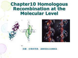 Chapter10 Homologous Recombination at the Molecular Level