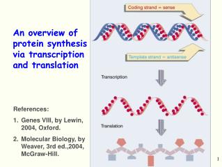 An overview of protein synthesis via transcription and translation