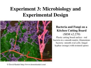 Experiment 3: Microbiology and Experimental Design