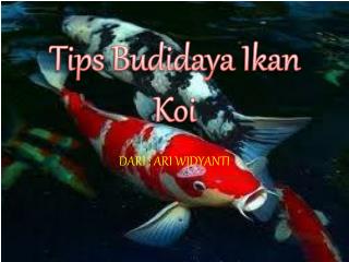 Cara Budidaya Ikan Koi