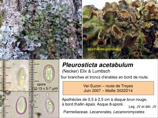 Pleurosticta acetabulum (Necker) Elix & Lumbsch