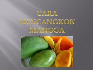 Cara Mencangkok Mangga