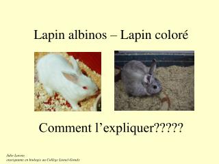 Lapin albinos – Lapin coloré