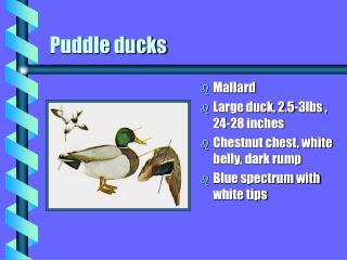 Puddle ducks