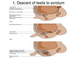 1. Descent of testis to scrotum