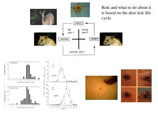 Risk and what to do about it is based on the deer tick life cycle.