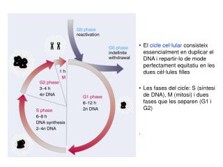 Fases del cicle cel·lular i punts de control .