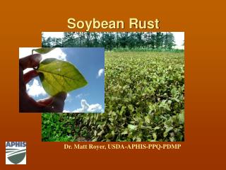 Soybean Rust