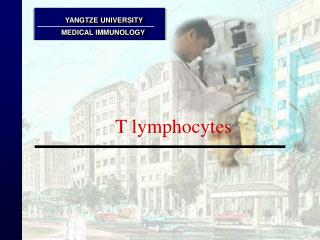 T lymphocytes