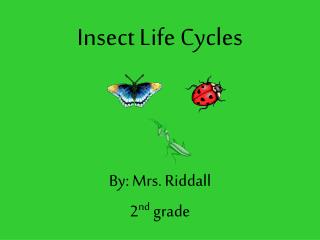 Insect Life Cycles