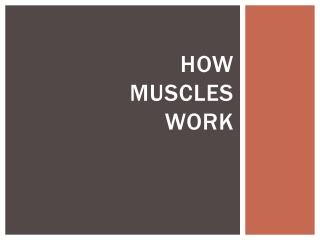 How muscles work