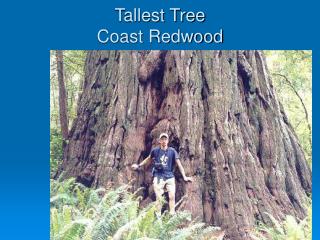 Tallest Tree Coast Redwood