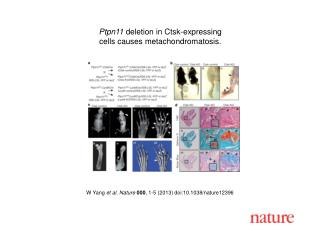 W Yang et al. Nature 000 , 1 - 5 (2013) doi:10.1038/nature 12396