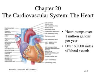 Chapter 20 The Cardiovascular System: The Heart