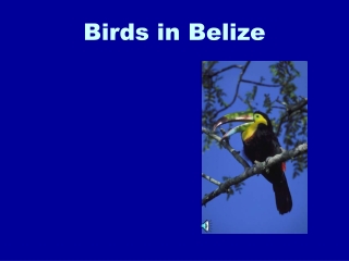 Birds in Belize
