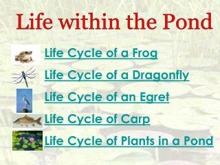 Life Cycle of a Frog Life Cycle of a Dragonfly Life Cycle of an Egret Life Cycle of Carp Life Cycle of Plants in a Pond