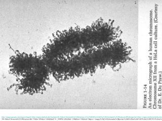 Chromatin: Nucleosomes & Spacer DNA