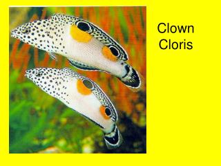 Clown Cloris