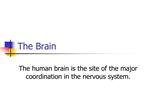 The Brain