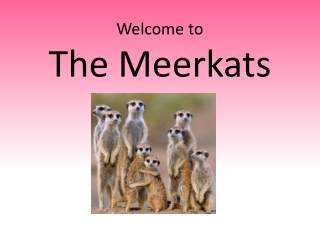 Welcome to The Meerkat s