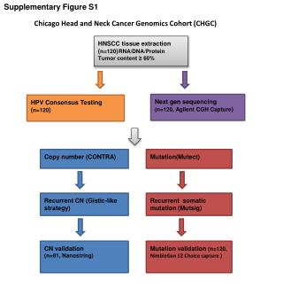 HNSCC tissue extraction ( n=120 ) RNA/DNA/Protein Tumor content ≥ 60%
