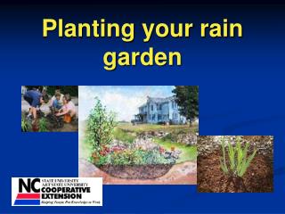 Planting your rain garden