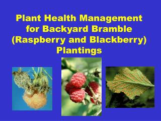 Plant Health Management for Backyard Bramble (Raspberry and Blackberry) Plantings