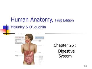 Human Anatomy, First Edition McKinley &amp; O'Loughlin