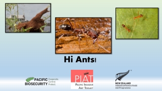 Hi Ants!