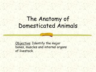 The Anatomy of Domesticated Animals