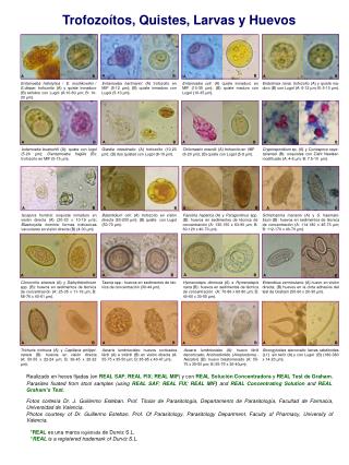 PPT - Entamoeba hartmanni : (A) trofozoíto en MIF (5-12 µm); (B) quiste ...