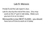 Lab 9: Meiosis