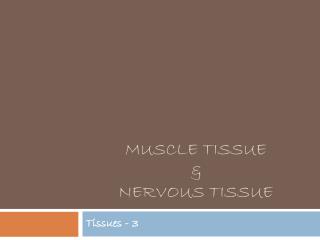 PPT - Muscle Tissue & Nervous Tissue PowerPoint Presentation, Free ...