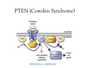 PTEN (Cowden Syndrome)