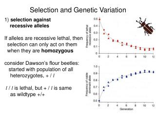 Selection and Genetic Variation