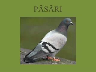 PĂSĂRI