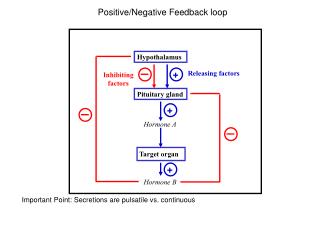 Positive/Negative Feedback loop