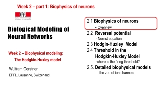 Biological Modeling of Neural Networks