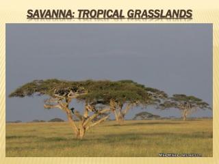 Savanna : Tropical Grasslands
