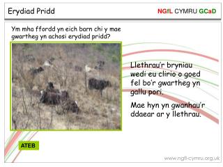 Erydiad Pridd