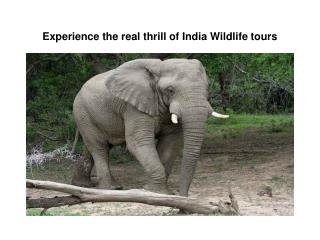 Experience the real thrill of India Wildlife tours