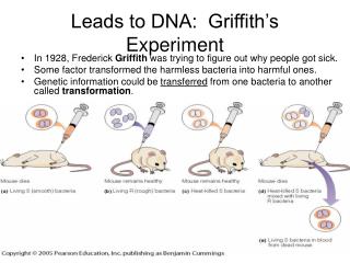 PPT - Leads To DNA: Griffith’s Experiment PowerPoint Presentation, Free ...